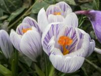 Šafrán zlatý (Crocus chrysanthus)