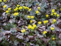 Talovín zimní (Eranthis hyemalis)