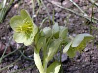Čemeřice korsická (Helleborus argutifolius)