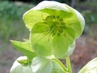 Čemeřice korsická (Helleborus argutifolius)