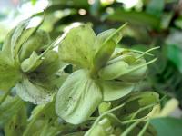 Čemeřice korsická (Helleborus argutifolius)