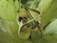 Čemeřice korsická (Helleborus argutifolius)