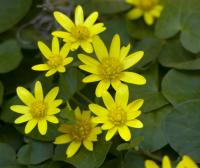 Orsej jarní (Ficaria verna)