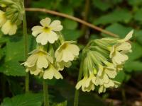 Prvosenka vyšší (Primula elatior)