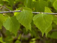 Bříza bělokorá (Betula pendula)