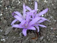 Ocúnovec jarní (Colchicum bulbocodium)