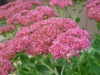 Rozchodníkovec nachový 'Herbstfreude' (Hylotelephium telephium)