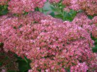 Rozchodníkovec nachový 'Herbstfreude' (Hylotelephium telephium)