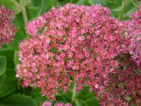 Rozchodníkovec nachový 'Herbstfreude' (Hylotelephium telephium)