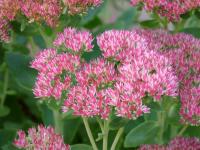 Rozchodníkovec nachový 'Herbstfreude' (Hylotelephium telephium)