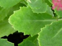 Rozchodníkovec nachový 'Herbstfreude' (Hylotelephium telephium)