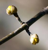 Dřín jarní (Cornus mas)