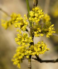 Dřín jarní (Cornus mas)