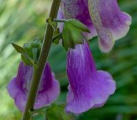 Náprstník červený (Digitalis purpurea)
