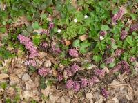 Podbílek šupinatý (Lathraea squamaria)