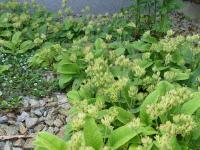 Prvosenka jarní (Primula veris)