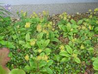Prvosenka jarní (Primula veris)
