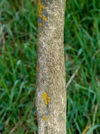Brslen evropský (Euonymus europaeus)