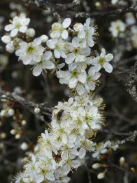 Blackthorn (Prunus spinosa)