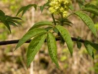 Bez červený (Sambucus racemosa)