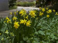 Narcis 'Tete a Tete' - Ostatní narcisy (Narcissus)