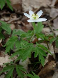 Sasanka hajní (Anemone nemorosa)