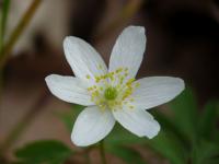 Sasanka hajní (Anemone nemorosa)