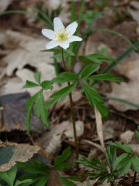 Sasanka hajní (Anemone nemorosa)