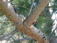 Borovice lesní (Pinus sylvestris)