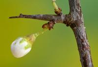 Trnka obecná (Prunus spinosa)