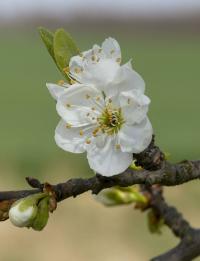 Slivoň švestka (Prunus domestica)
