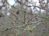 Schlehdorn (Prunus spinosa)