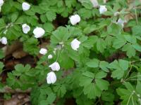 Zapalice žluťuchovitá (Isopyrum thalictroides)