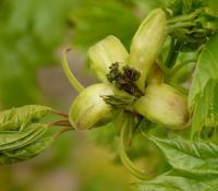 Javor mléč (Acer platanoides)