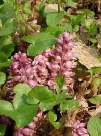 Podbílek šupinatý (Lathraea squamaria)