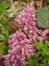 Podbílek šupinatý (Lathraea squamaria)