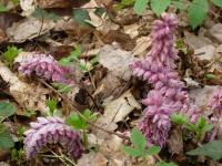 Podbílek šupinatý (Lathraea squamaria)