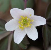 Zawilec gajowy (Anemone nemorosa)