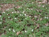 Zawilec gajowy (Anemone nemorosa)