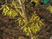 Vilín prostřední 'Arnold Promise' (Hamamelis x intermedia)