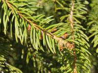 Smrk ztepilý (Picea abies)