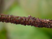 Brslen bradavičnatý (Euonymus verrucosus)