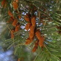 Douglaska tisolistá - samčí květy (Pseudotsuga menziesii)