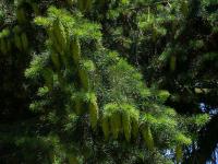 Douglaska tisolistá (Pseudotsuga menziesii)