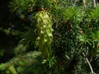 Douglaska tisolistá (Pseudotsuga menziesii)