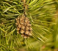 Borovice lesní (Pinus sylvestris)