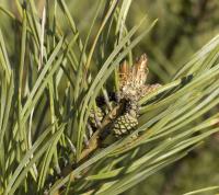 Borovice lesní (Pinus sylvestris)