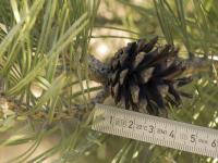 Borovice lesní (Pinus sylvestris)