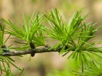 Modrzew europejski (Larix decidua)