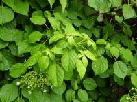 Kletterhortensie (Hydrangea petiolaris)